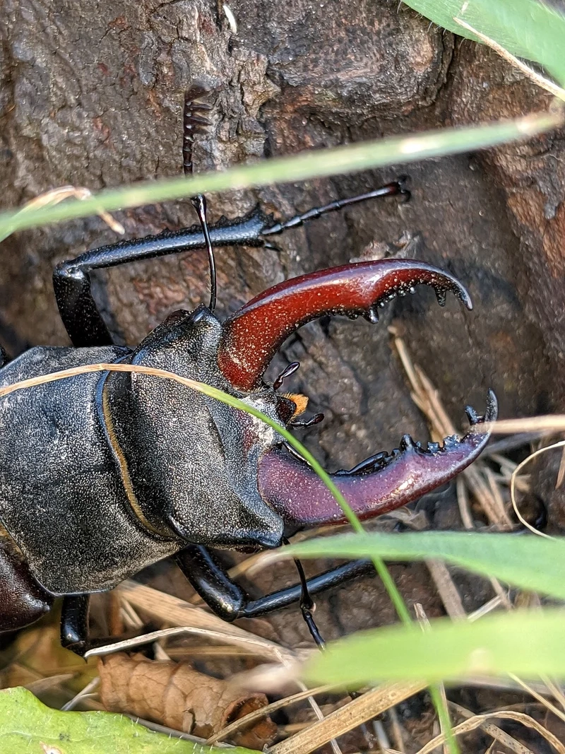 Thưởng thức bọ kẹp kìm sắc nét từng đường vân cánh