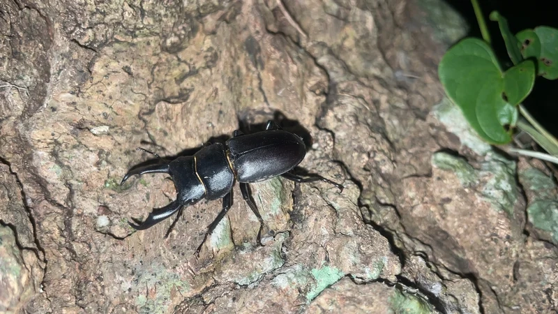 Khám phá bọ kẹp kìm sinh thái và vai trò trong tự nhiên