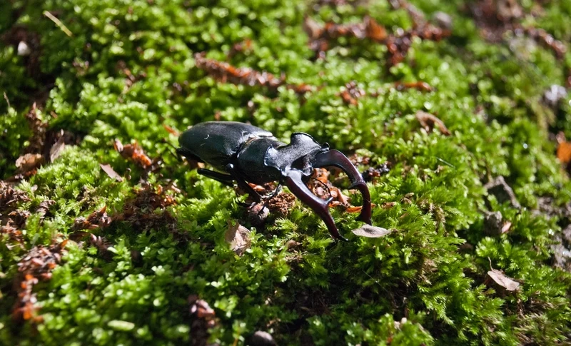 Ngắm bọ kẹp kìm hoang dã tự do bay lượn trên hoa