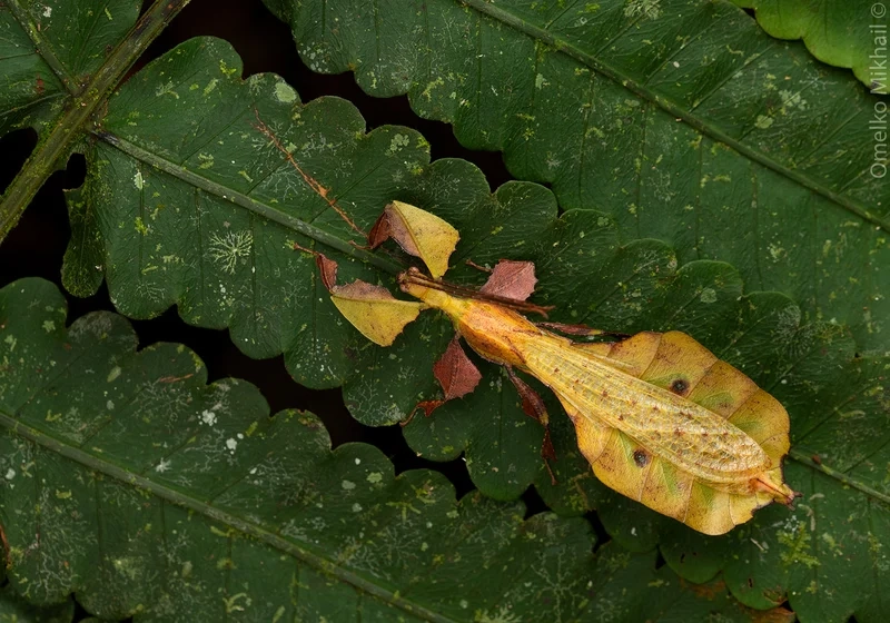 Khám phá vẻ đẹp của bọ lá trong tự nhiên