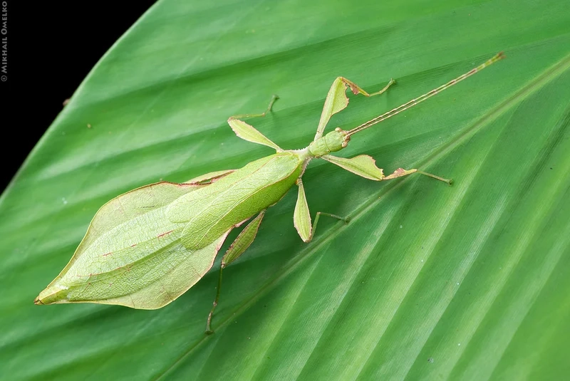 Thưởng thức từng chi tiết với hình ảnh bọ lá