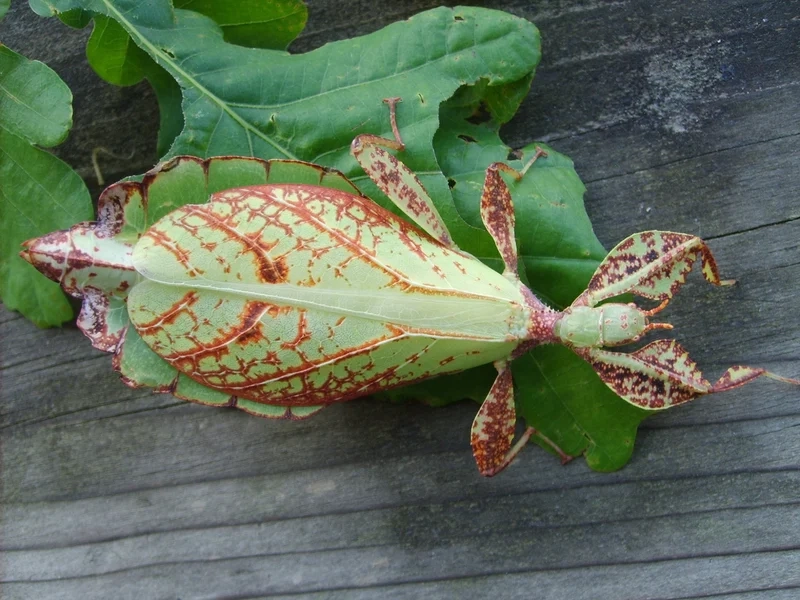 Gần hơn với thiên nhiên nhờ bọ lá cận cảnh