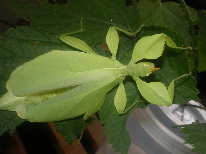 Sắc màu tự nhiên với bọ lá màu xanh