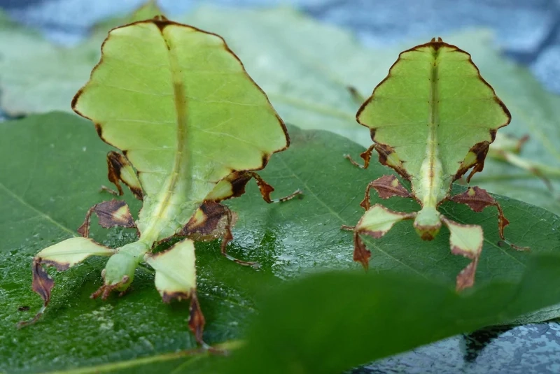 Khám phá môi trường sống của bọ lá môi trường sống