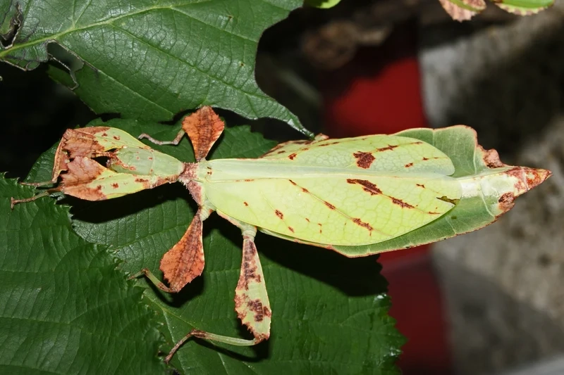 Hình ảnh sống động và rõ ràng là bọ lá hình ảnh rõ