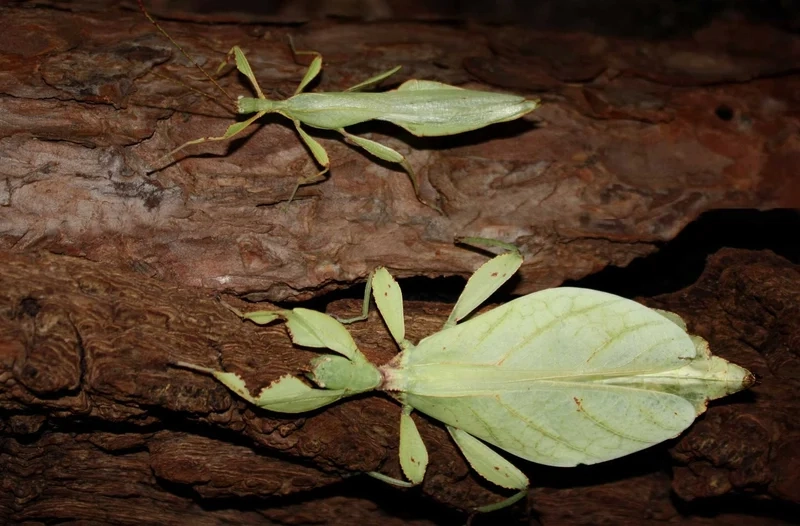Từng chi tiết tinh xảo là bọ lá chi tiết