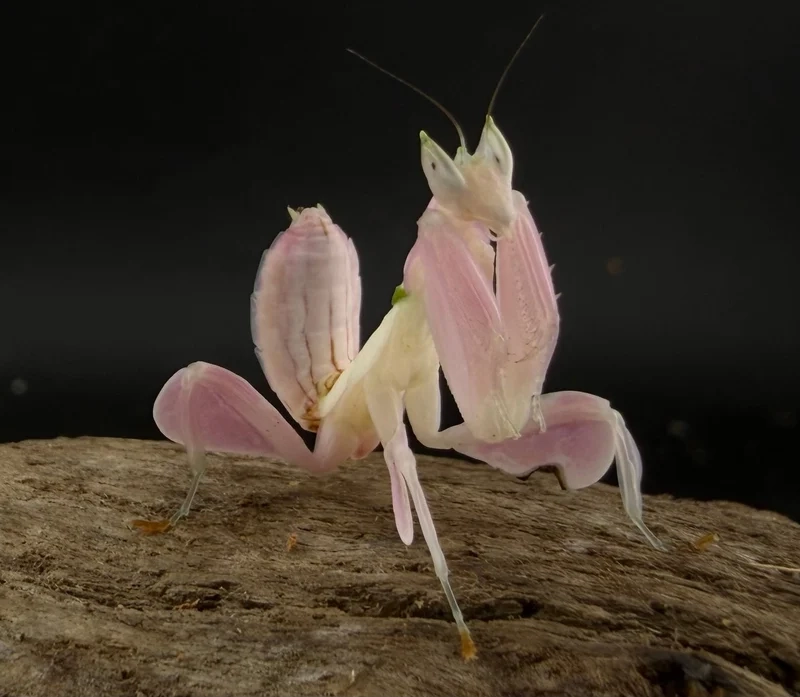 Khám phá bọ ngựa trong tự nhiên đầy sống động