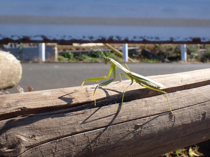 Khám phá bọ ngựa việt nam rực rỡ giữa lá xanh