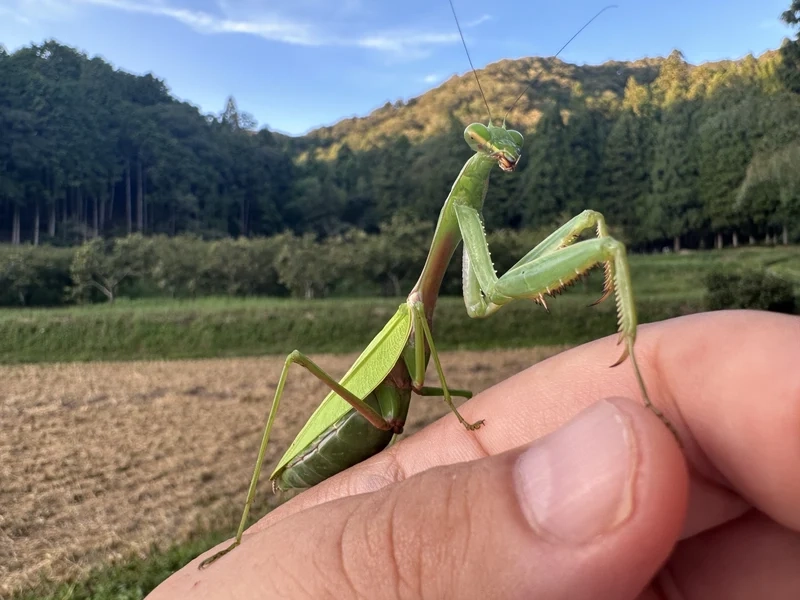 Thưởng thức bọ ngựa độ nét cao từng chi tiết nhỏ