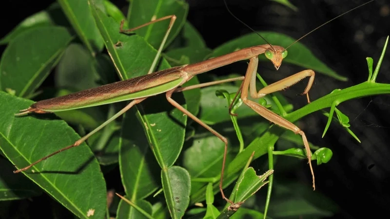 Tạo điểm nhấn màn hình với bọ ngựa làm hình nền