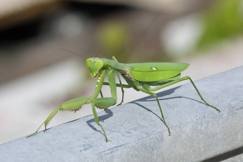 Ngắm bọ ngựa tự nhiên bay lượn giữa lá cây