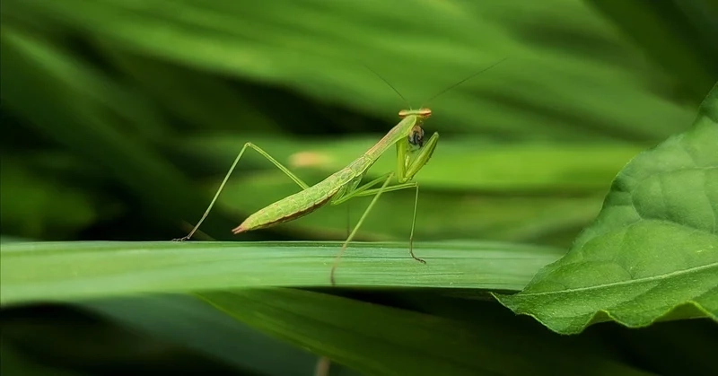 Khám phá bọ ngựa sinh thái và vai trò trong tự nhiên