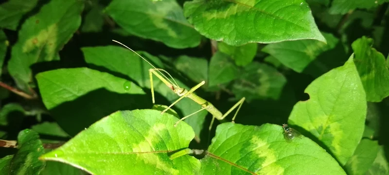 Khám phá bọ que việt nam sống động và rực rỡ