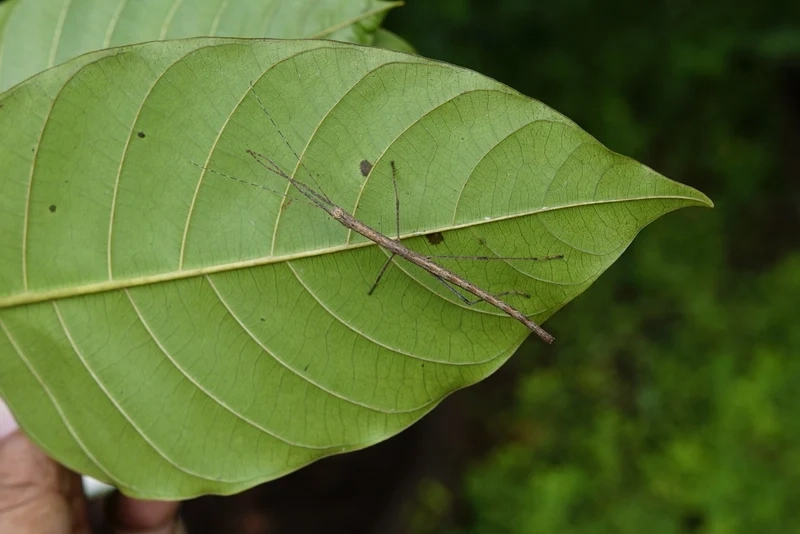 Chiêm ngưỡng bọ que ngụy trang tinh tế như thật