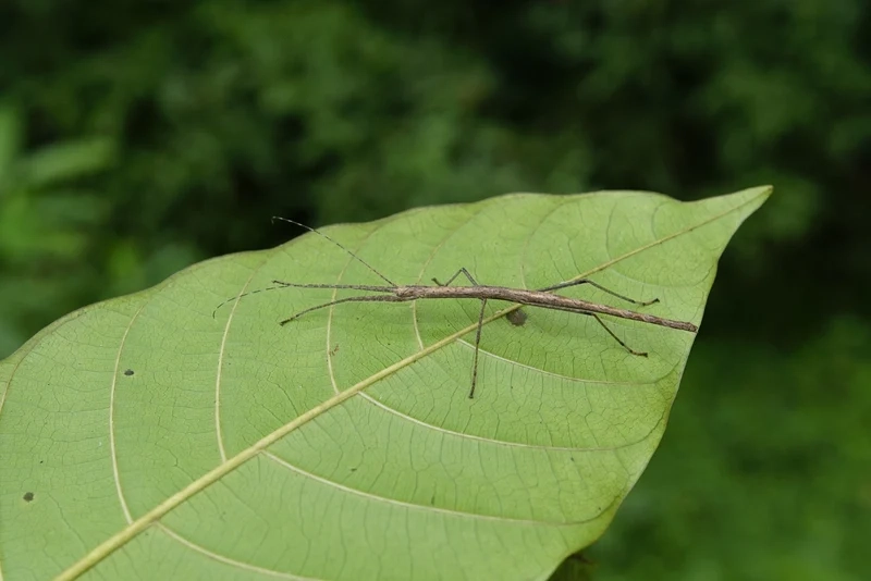 Ngắm bọ que ngoài trời bay lượn giữa nắng