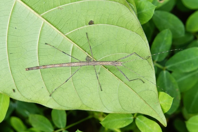 Tìm hiểu bọ que sinh học và vai trò trong tự nhiên