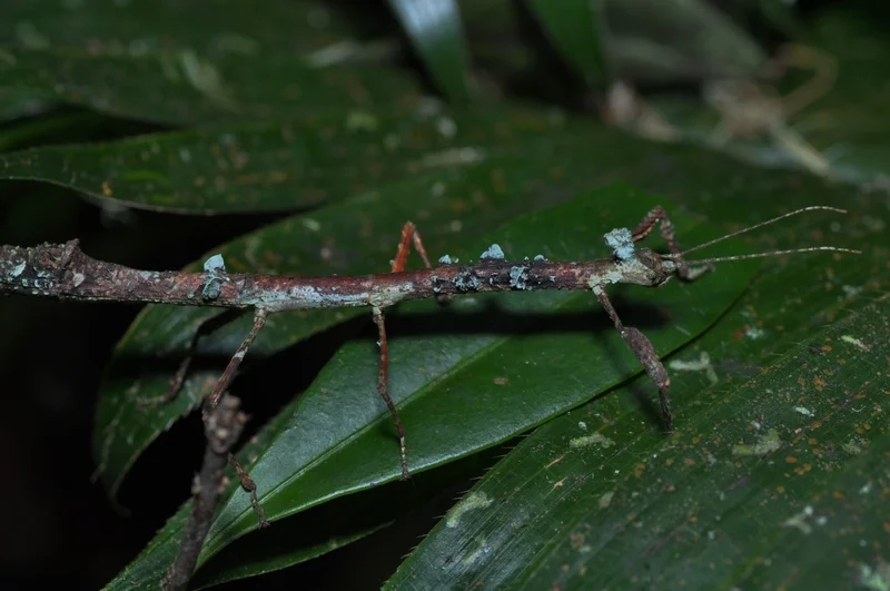 Thưởng thức bọ que độ nét cao từng chi tiết tinh xảo