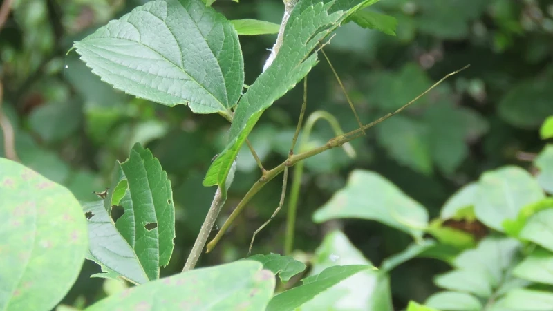 Tạo điểm nhấn màn hình với bọ que làm hình nền