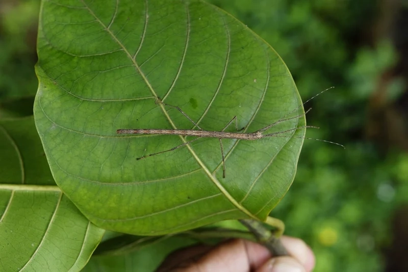 Hiểu rõ vai trò bọ que hệ sinh thái trong tự nhiên