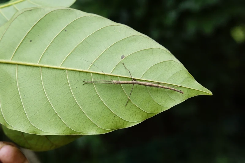 Lưu lại bọ que hình ảnh rõ sắc nét từng chi tiết