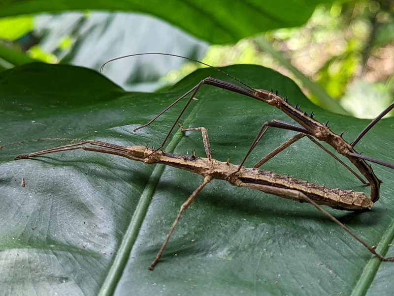 Chiêm ngưỡng bọ que chi tiết tinh xảo và sống động