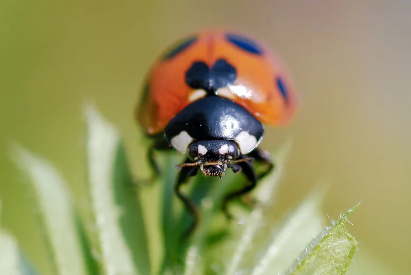 Khám phá bọ rùa trong tự nhiên rực rỡ sắc màu