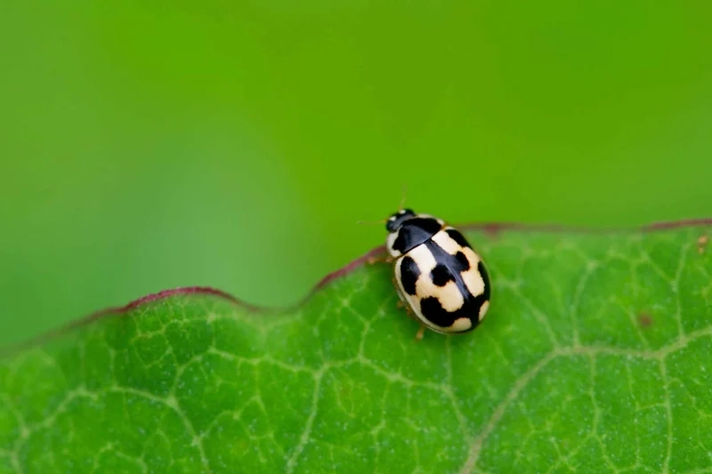 Chiều sáng rực rỡ với bọ rùa ban ngày