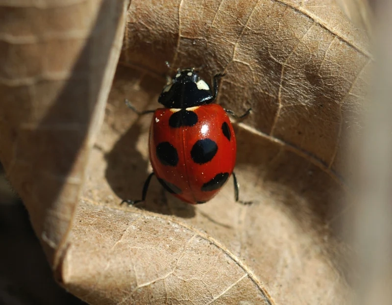 Hòa mình vào bọ rùa nền thiên nhiên yên bình