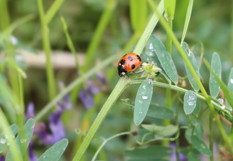Đặc điểm của bọ rùa qua ảnh côn trùng sinh động