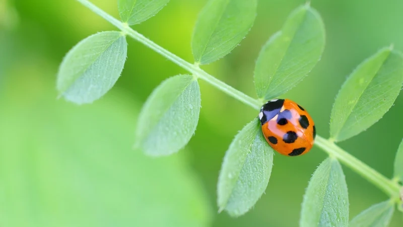 Chiêm ngưỡng bọ rùa chi tiết cận cảnh đầy màu sắc