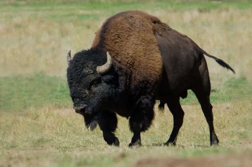 Khoảnh khắc Bò rừng Bizon chuẩn American bison