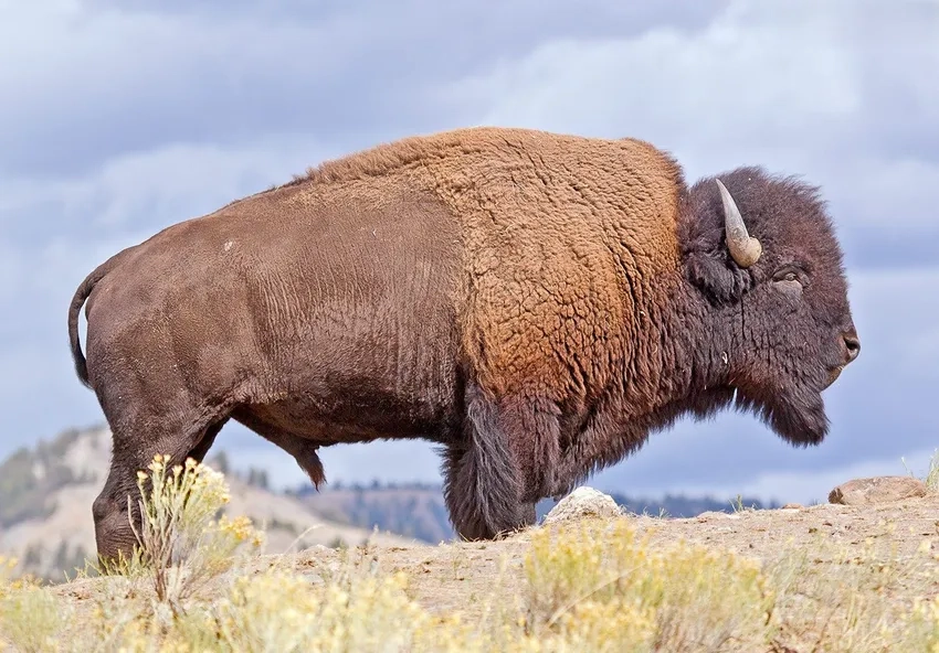 Bò rừng Bizon thường bị gọi là American buffalo
