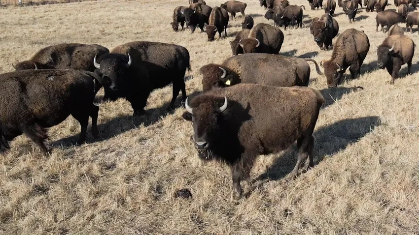 Bò rừng Bizon sinh sống chủ yếu dạng Plains bison