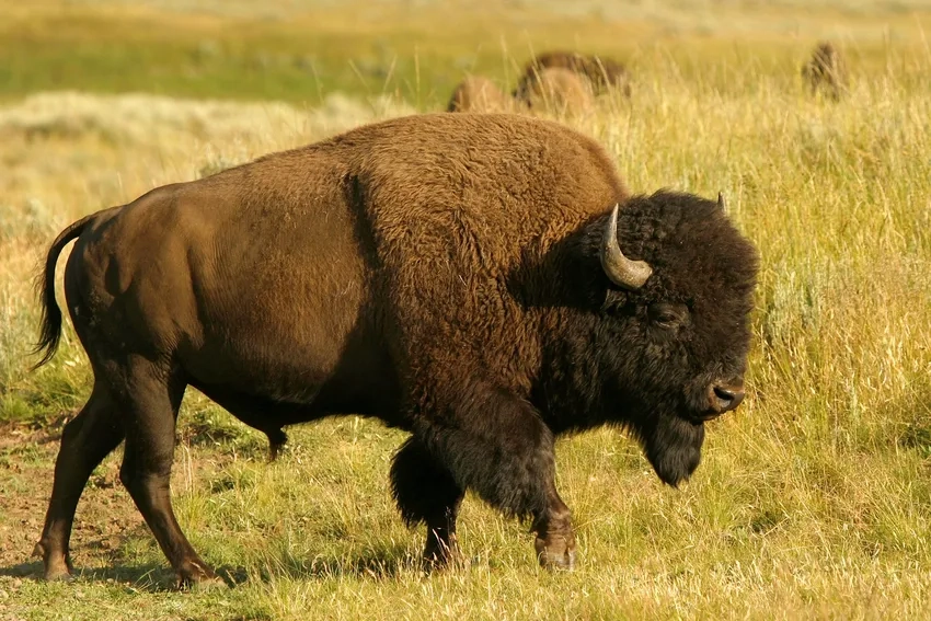 Giải thích khác biệt Bò rừng Bizon buffalo vs bison