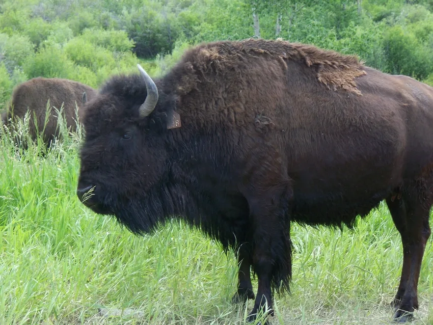 Tra cứu Bò rừng Bizon dễ dàng trên bison Wikipedia