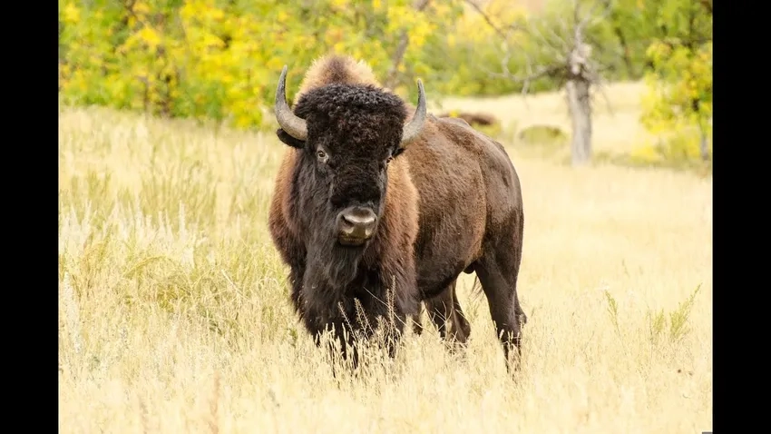 Xem bison video ghi lại cảnh Bò rừng Bizon