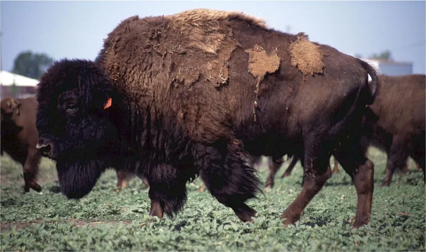 Bảo tồn Bò rừng Bizon gắn với bison conservation