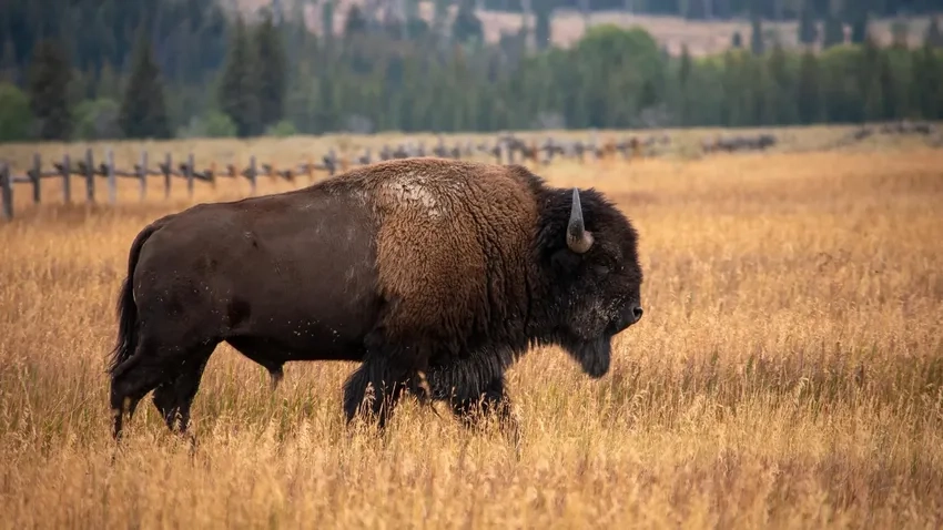 Bò rừng Bizon được tôn vinh vào National Bison Day