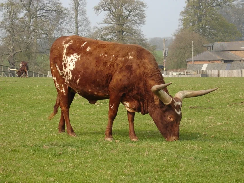 Bò tót động vật hoang dã nổi bật giữa môi trường sống