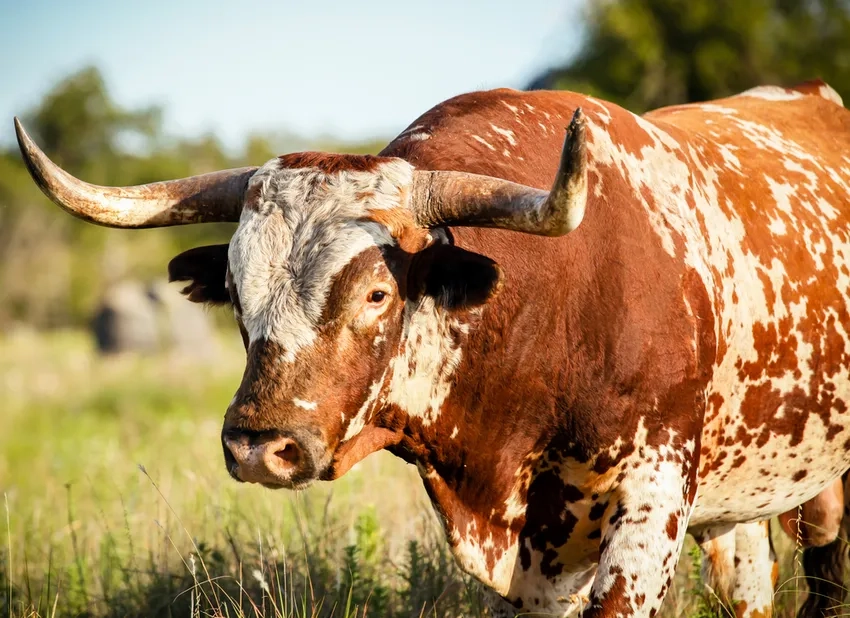 Bò tót châu Á hoang dã sinh sống trong rừng nguyên sinh