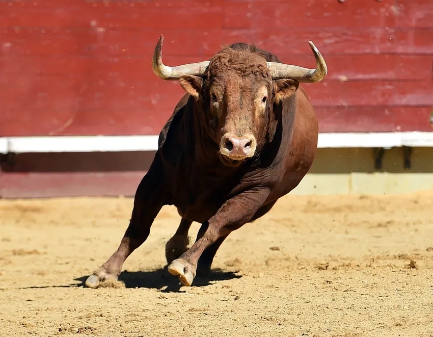 Khám phá sức mạnh hoang dã của bò tót trong rừng