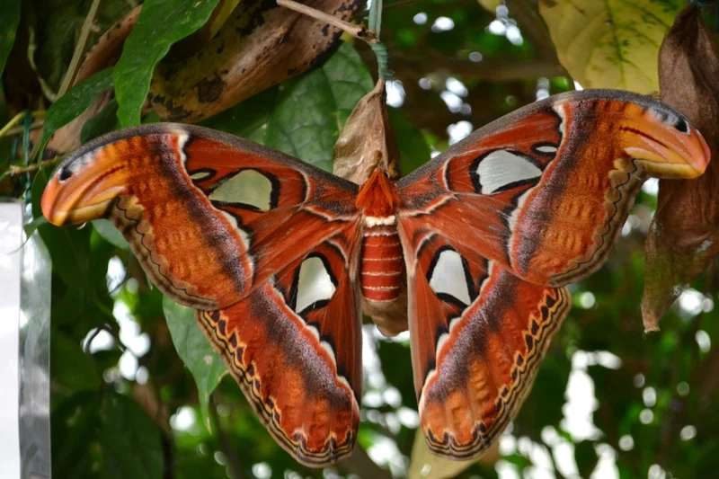 Thưởng thức bộ sưu tập hình ảnh bướm khế độc đáo