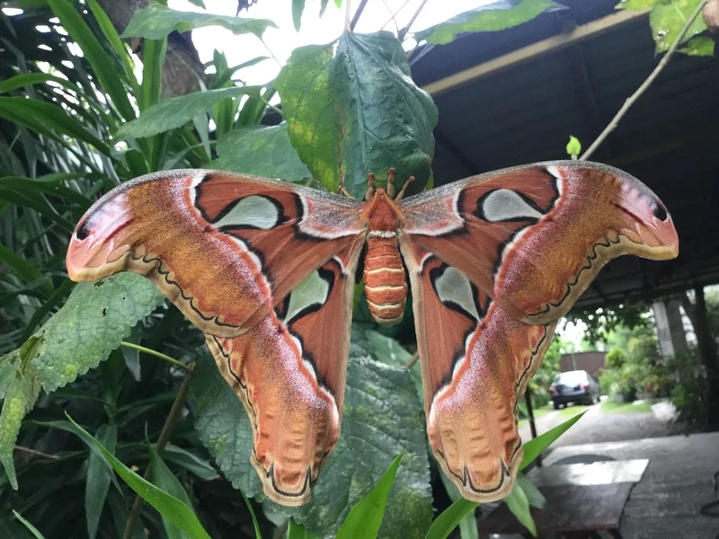 Chiêm ngưỡng từng cánh của bướm khế đẹp