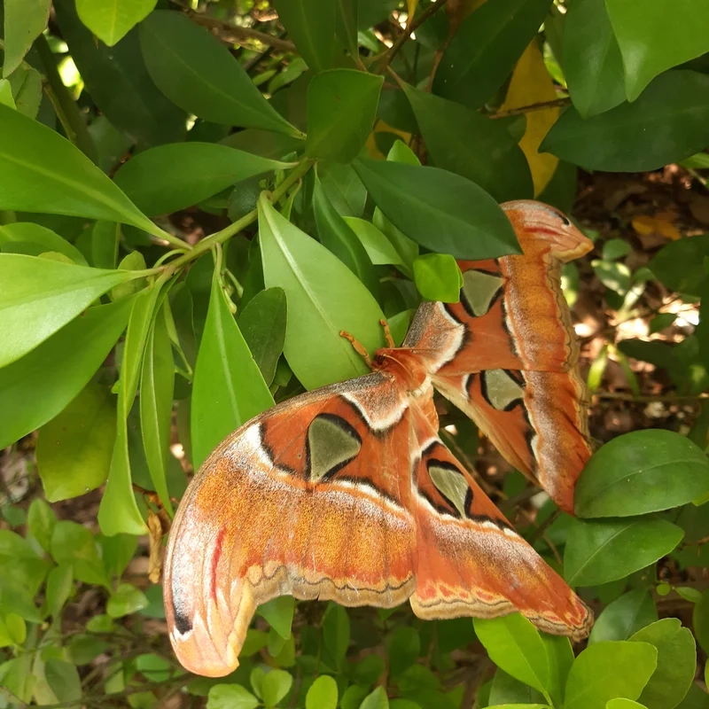 Vai trò quan trọng trong bướm khế hệ sinh thái