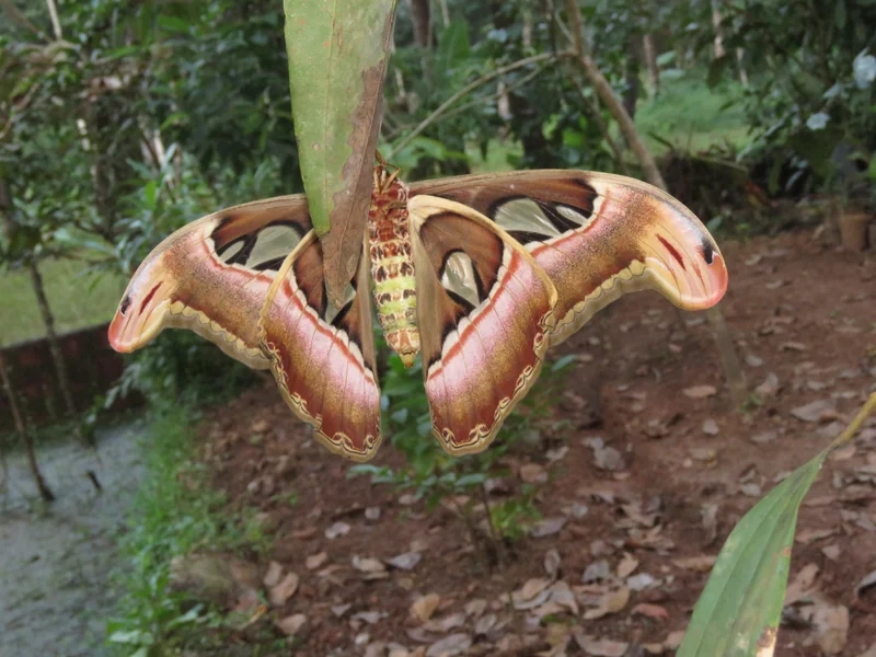 Khám phá bướm khế rừng giữa cây cối xanh mát