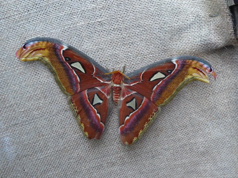 Trải nghiệm vẻ đẹp thuần khiết của bướm khế tự nhiên