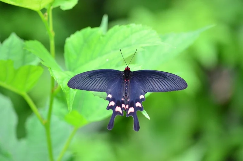 Khám phá bướm phượng đẹp nhất bạn từng thấy