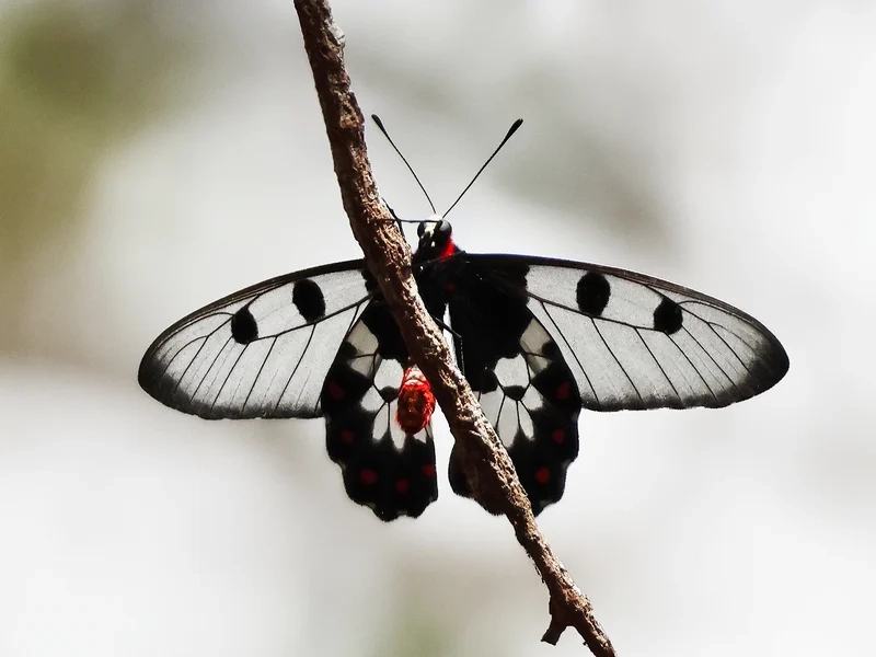 Trải nghiệm vẻ đẹp của bướm phượng việt nam