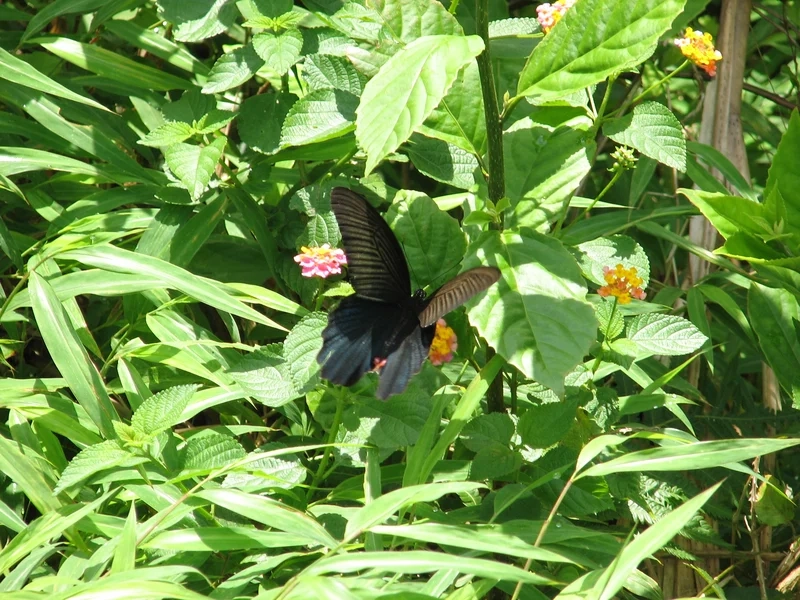 Tạo điểm nhấn cho máy tính với bướm phượng làm hình nền