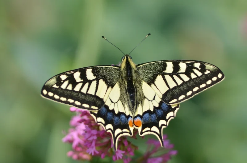 Hòa mình vào bướm phượng nền thiên nhiên tuyệt đẹp